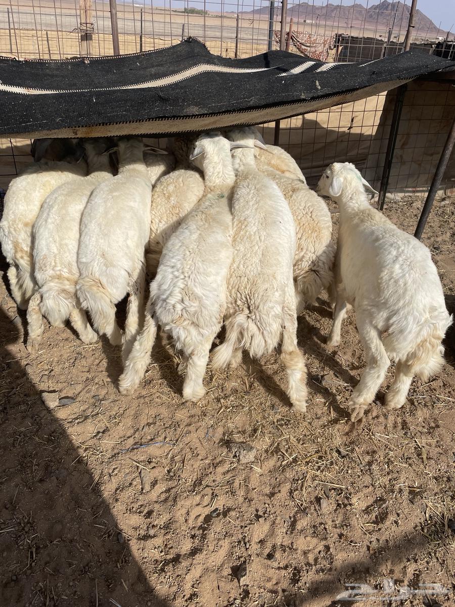 Sheep64380792341762110