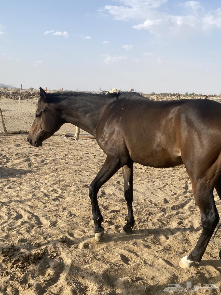 حصان للبيع64377608658563112