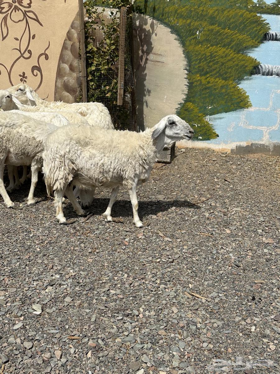 ضأن حريات دفيع وضريع باين64381410952707111