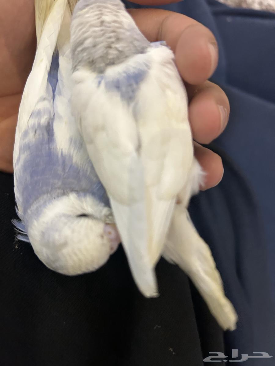 طيور بادجي اليفة64387481326465114