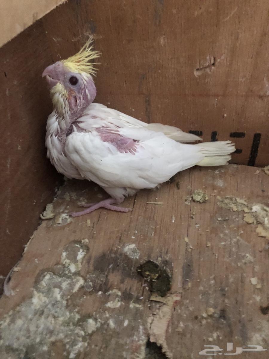 فرخ كروان لاتينو64382348978817111