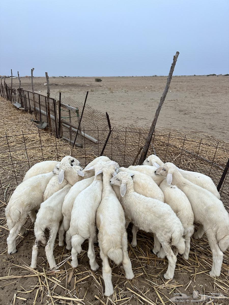 بهم للبيع64388798598401111