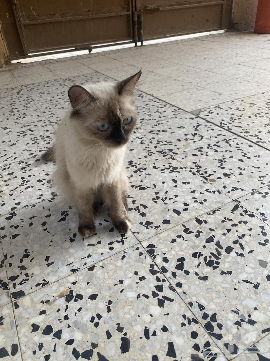 قط للبيع64386794592771110