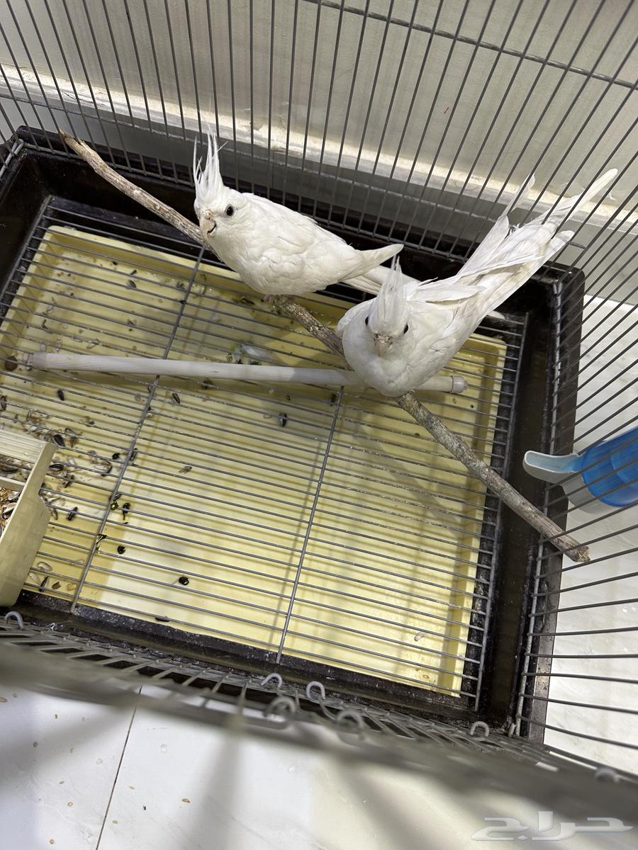 جوز كروان البينو64386543266691112