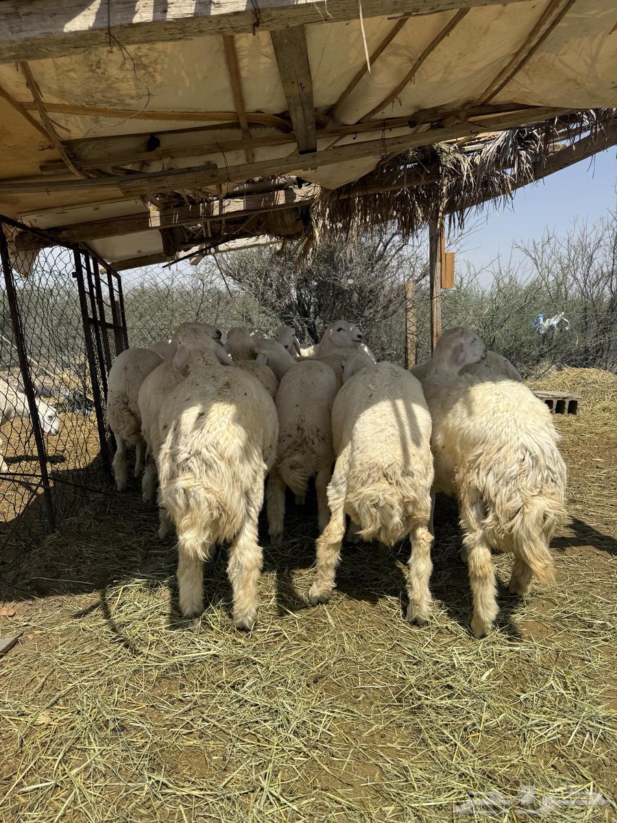 يوجد لدينا طليان  حرية ذبائح شي نظيف  و البيع تفريد64381934614145110