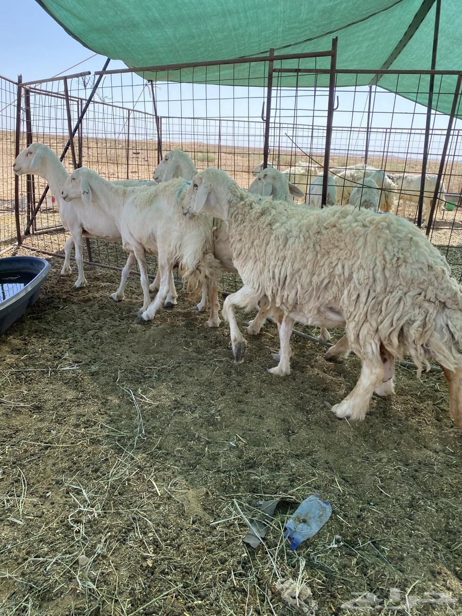 شياه حريات دفيع ومضاريع فحص سونار64381067961859111