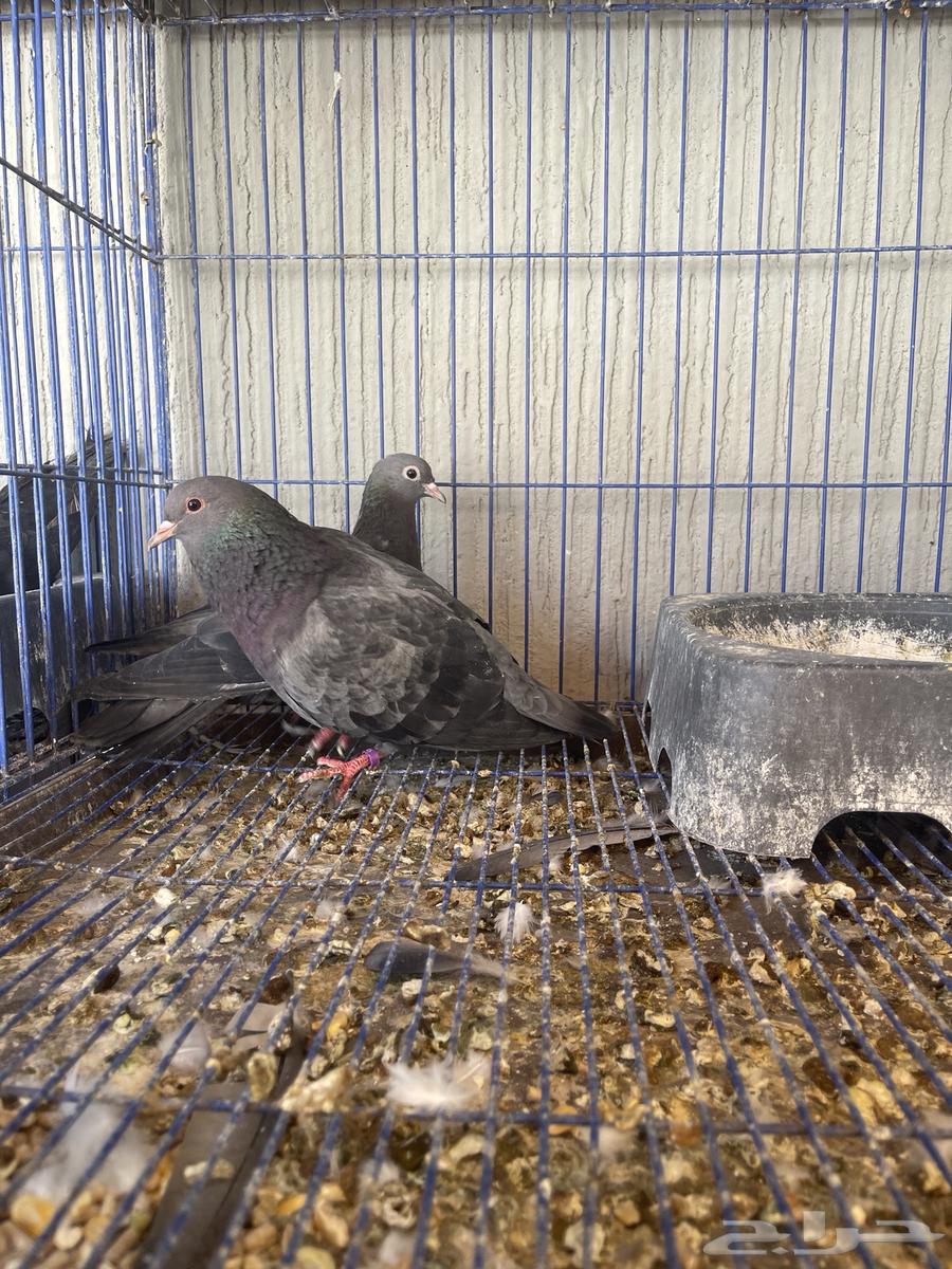 للبيع جوزين صنعاوي64381082223874112