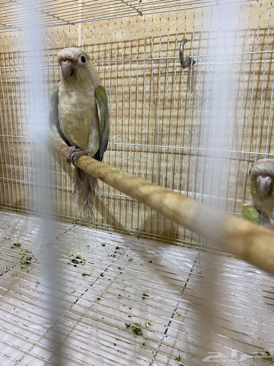 للبيع جوزين كنيور64384910859138113