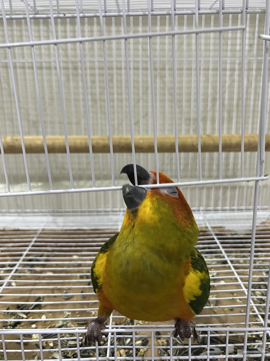 Sun Conure64385258216323112