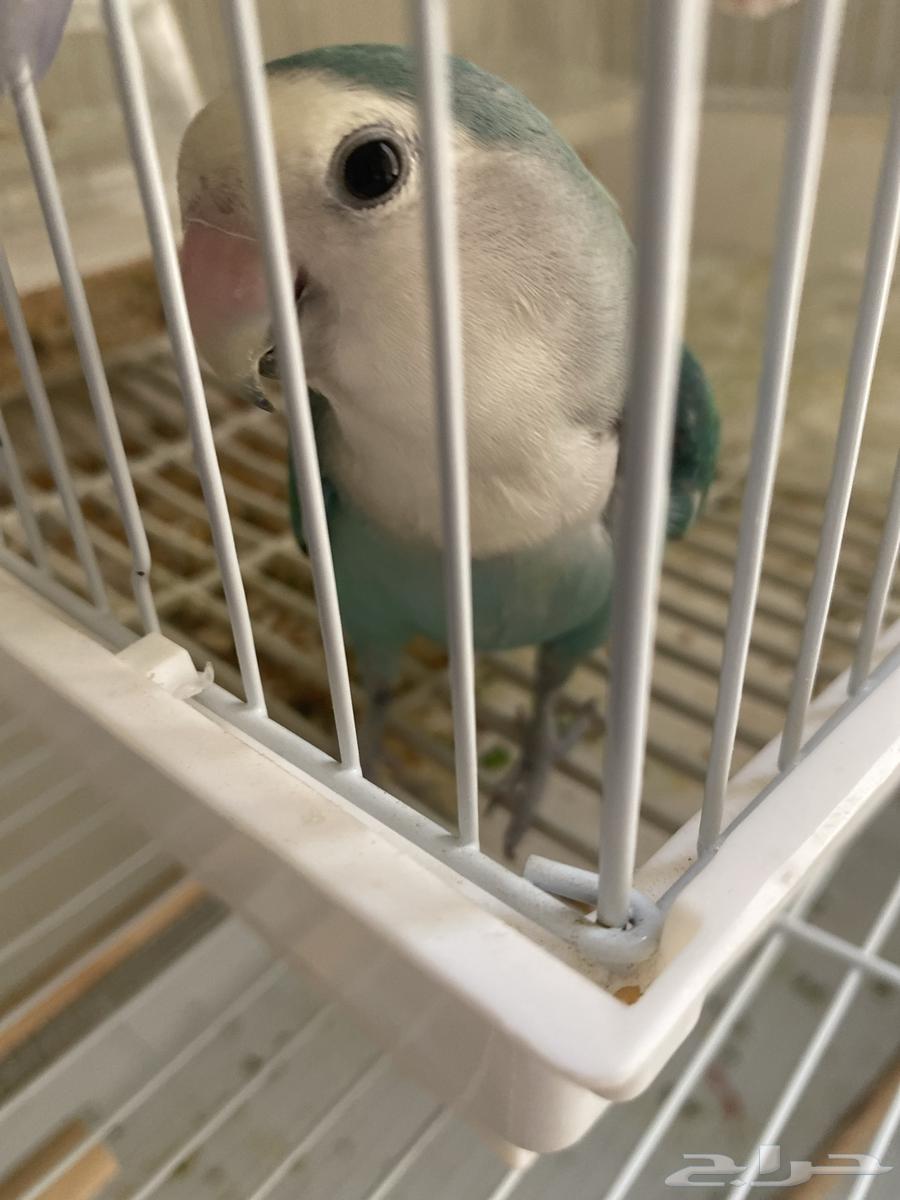 الطيور معروضه للبيع -النوع روز-العمر 9اشهر64381616965121112