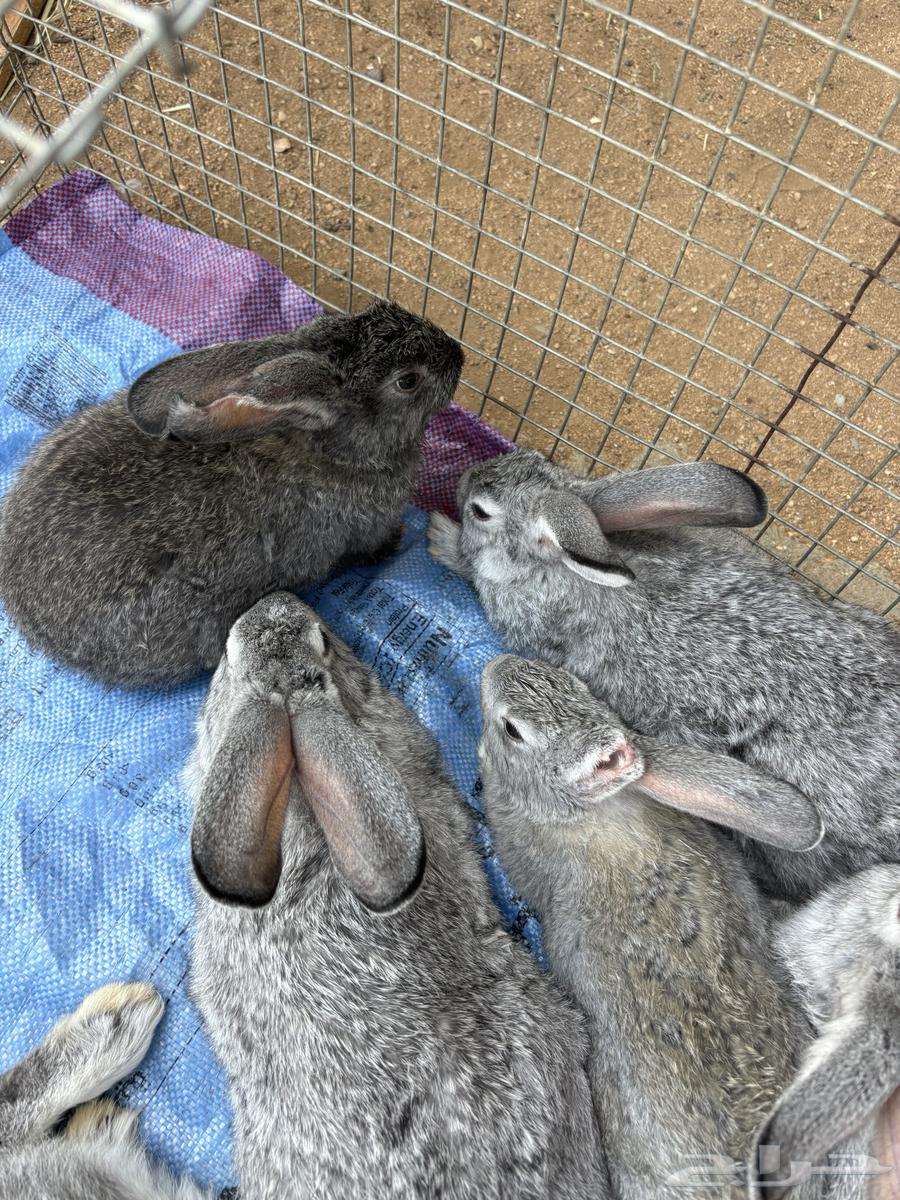 ارنب شنشلا64381370275073110