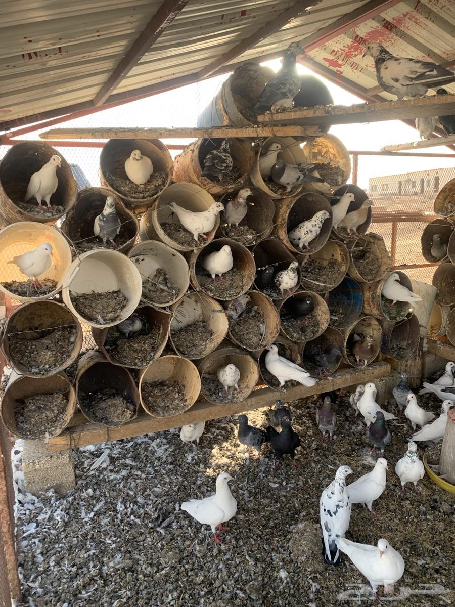 Problematic Pigeons64387801870851111