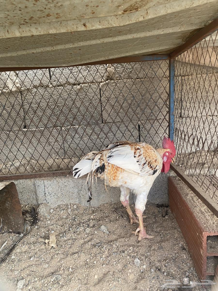 ديك باكستاني للبيع64377389319169112