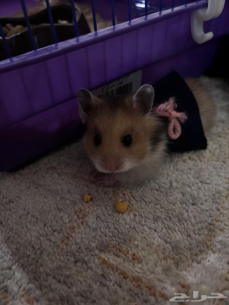 هامستر ذكر وأنثى صحتهم زينه (اول منيجي يجي ياخذ بسعر يبيه64384883593217113