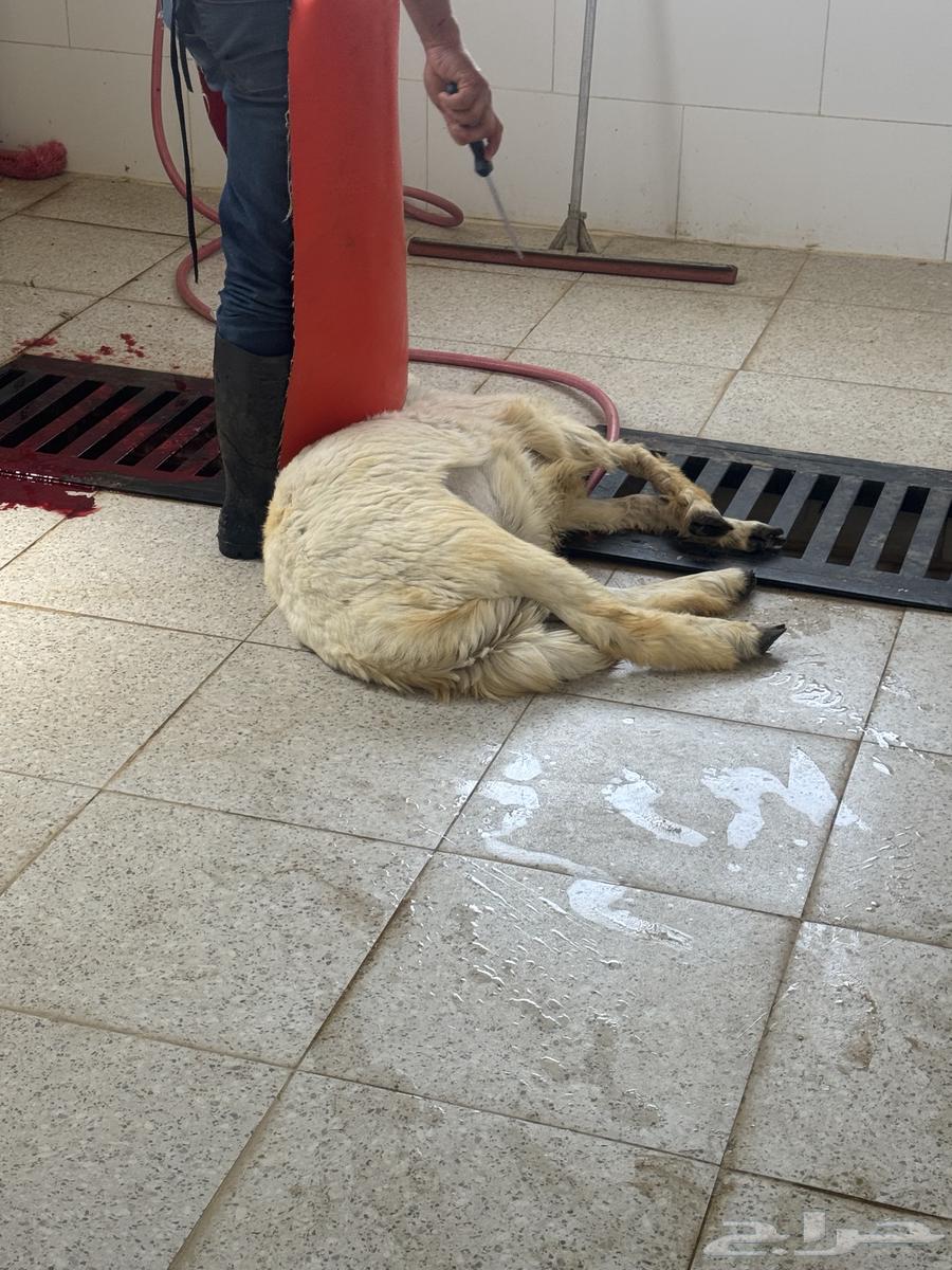 يوجد خرفان ورخال حريه بلدي علي الشرط مع السلخ والتوصيل64390249795457113