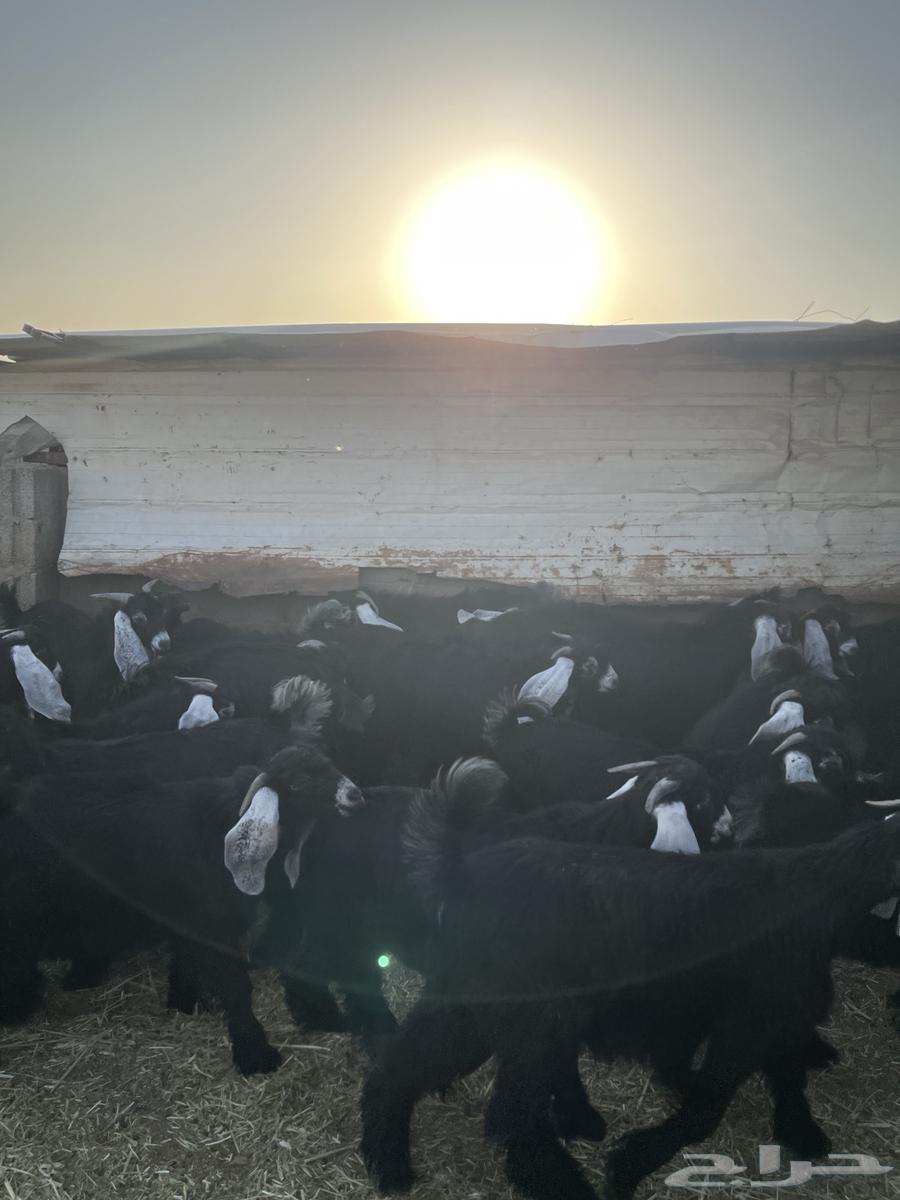 تيوس مخاصي فاخره64382114405635113