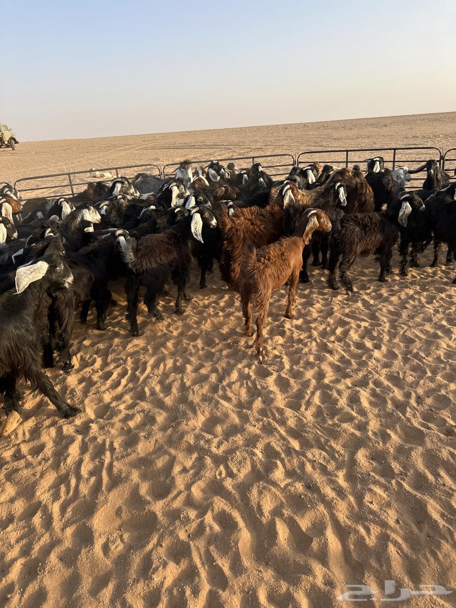 للبيع تيوس64387452991235110