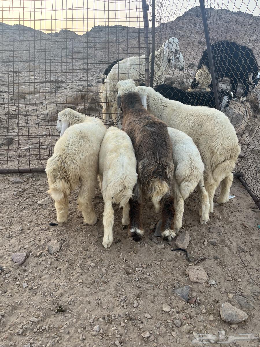 طليان حريه64388259628417113