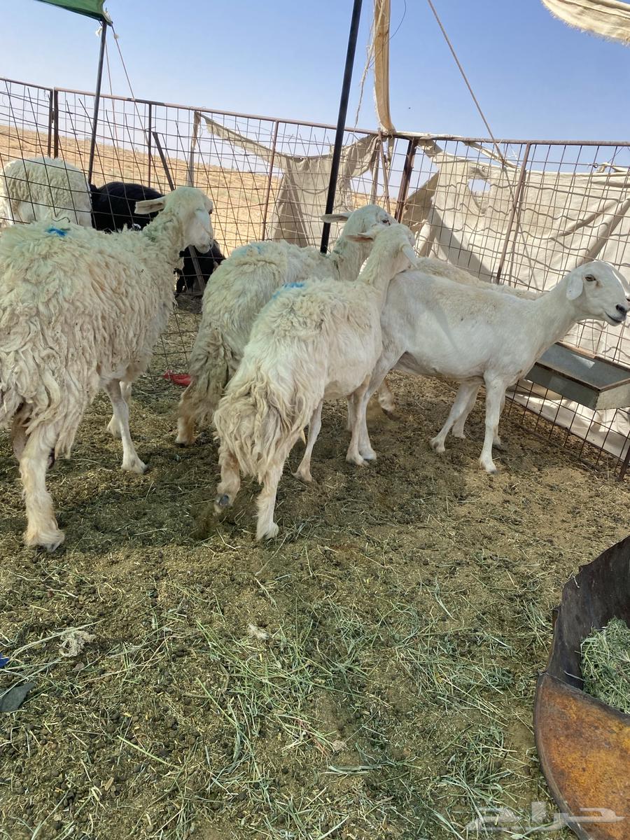 شياه حريات دفيع ومضاريع فحص سونار64381067961859114