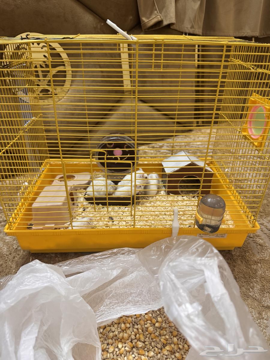 همستر للبيع64379108546177110