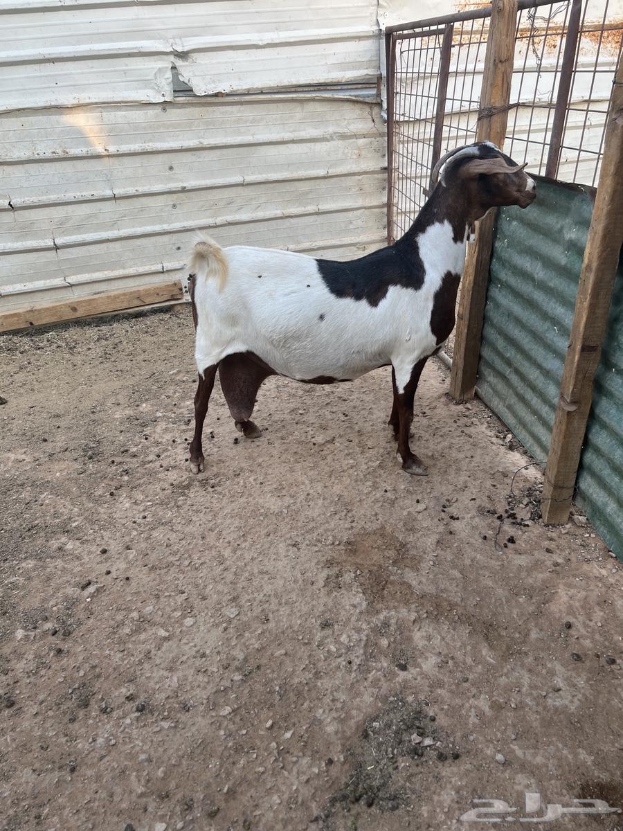 Dagor Namei and a crossbred goat on Bakharq Hasib64389252805123113