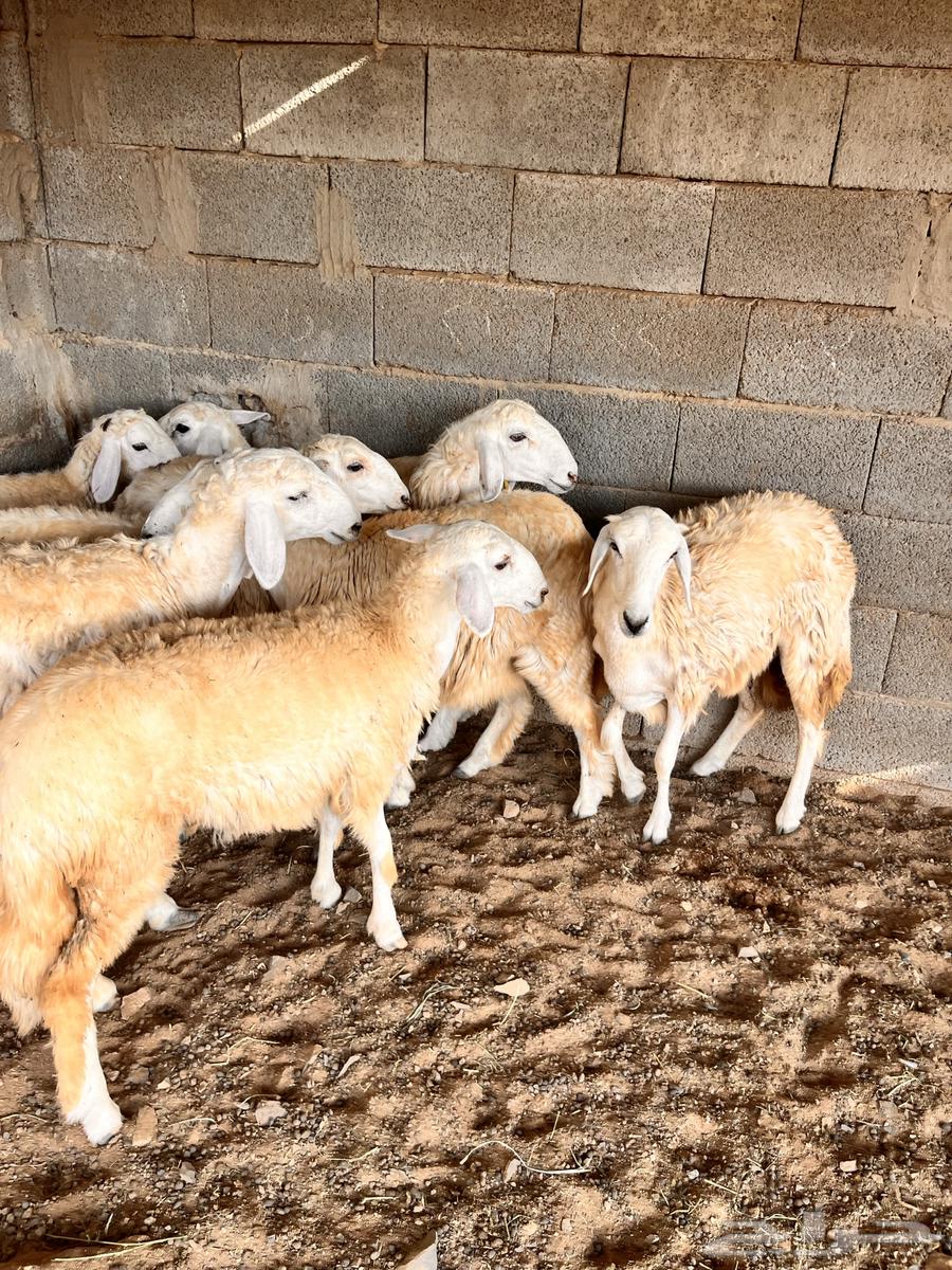 Eight sheep for sale for slaughter or breeding64381699183874114