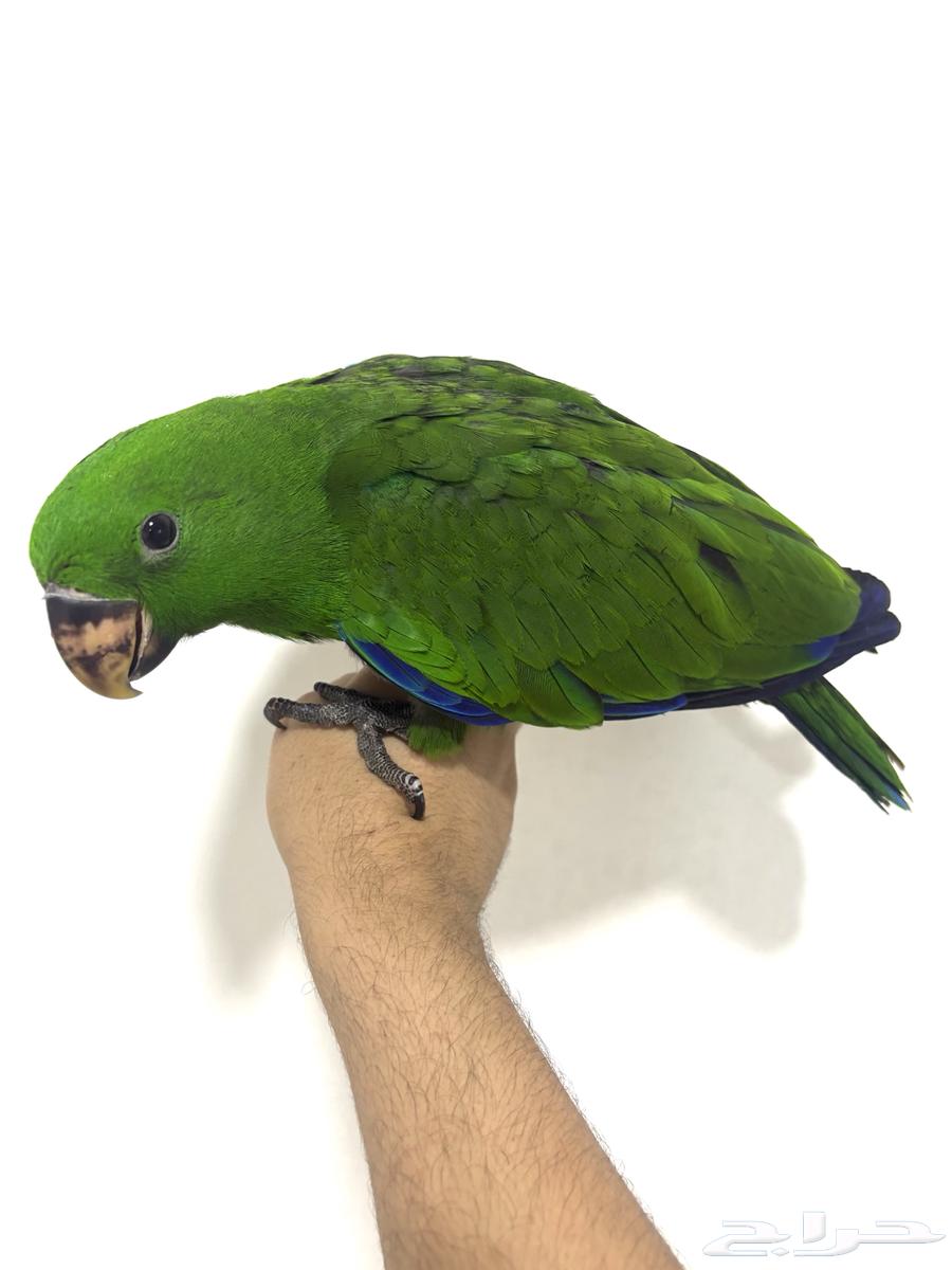 ببغاء اكلكتوس اليف وهدد (Top)64386752628098110