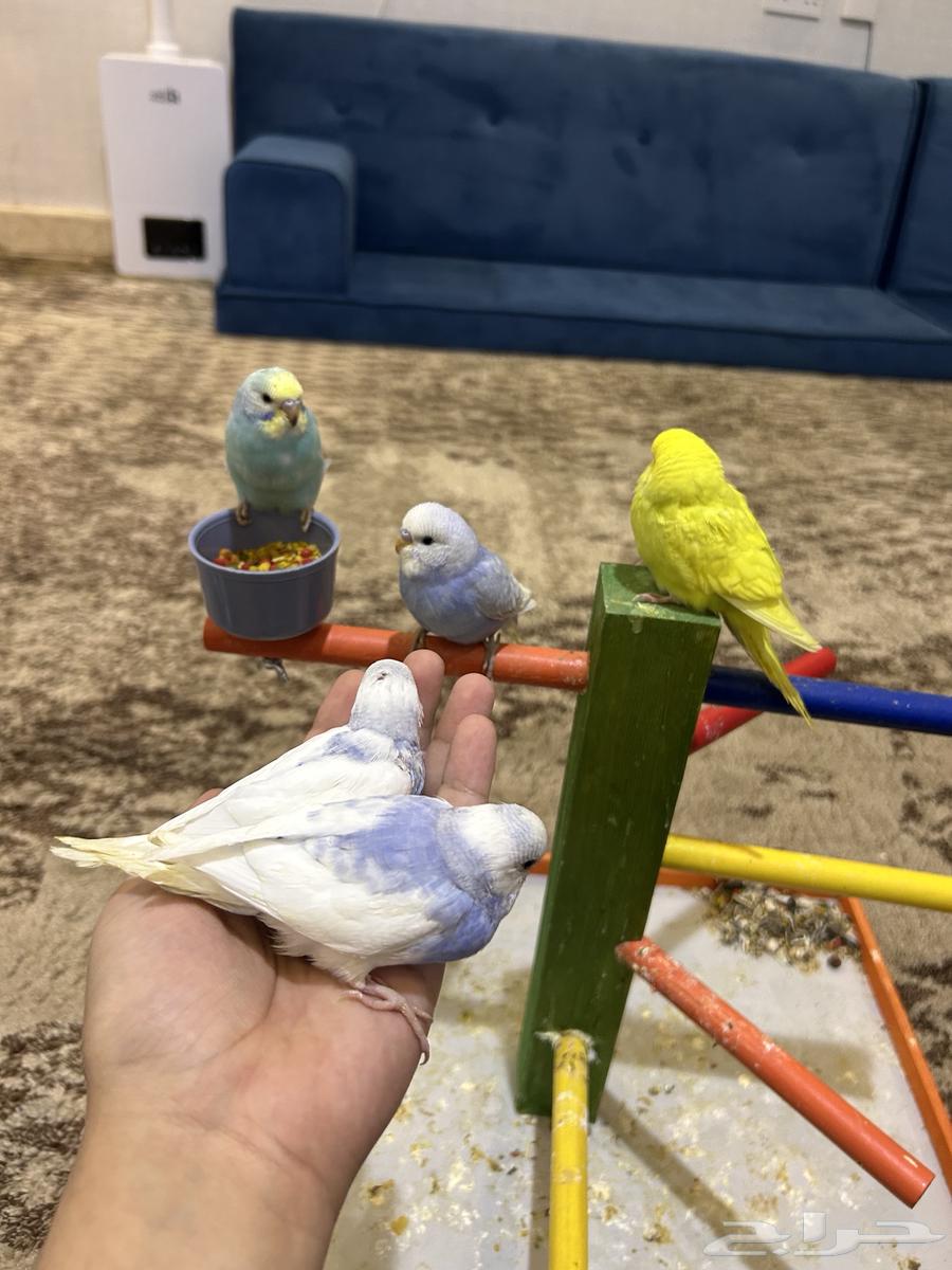 طيور بادجي اليفة64387481326465110