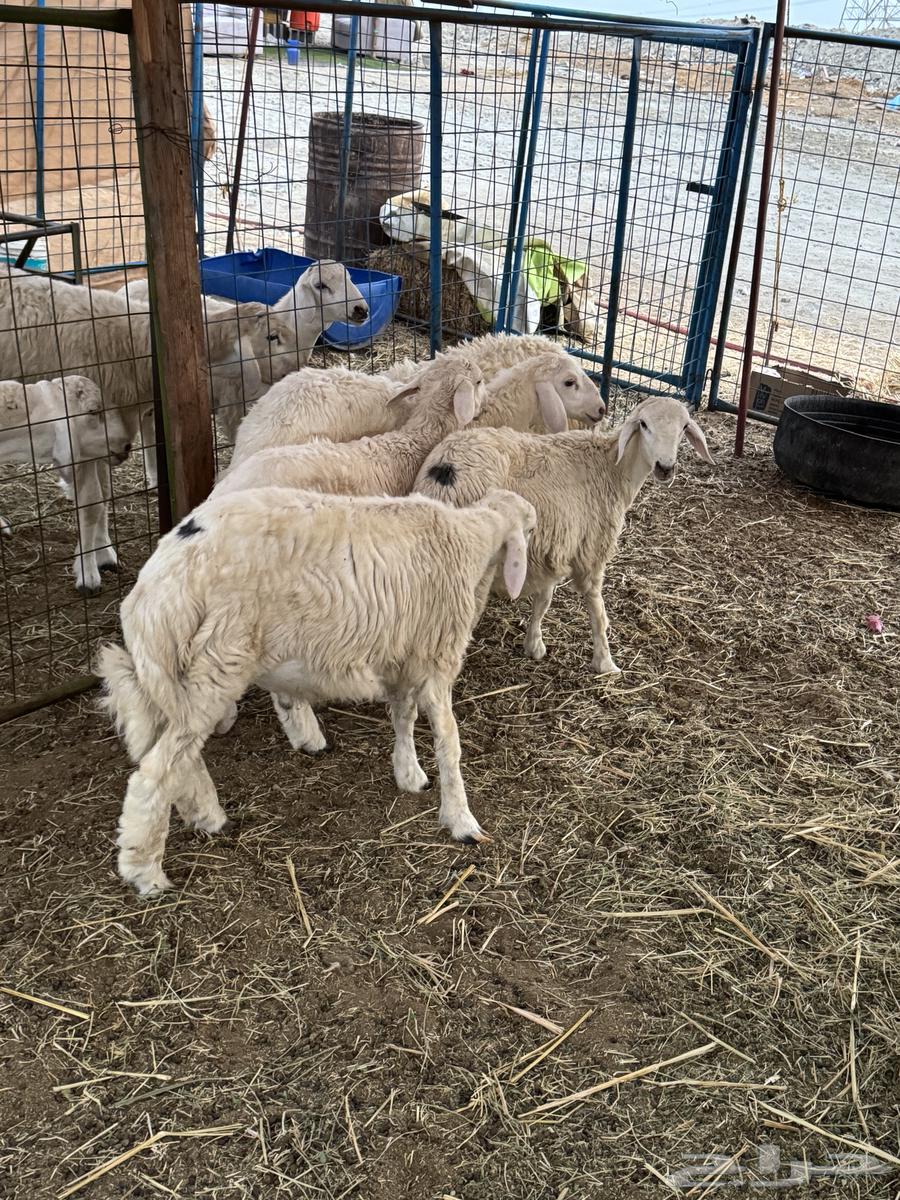 Talyan64388660993283113