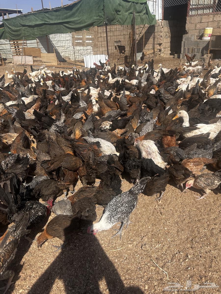 Fayoumi roosters, chickens, and Dawadmi turkeys64366497945601114