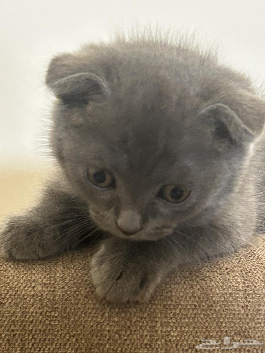 Scottish Fold64378397042433111