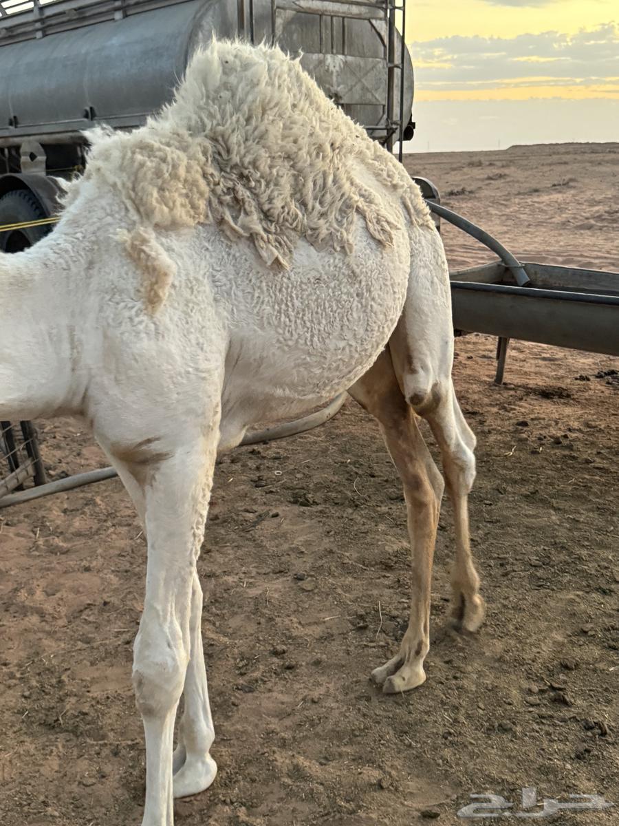 قعود طيب للبيع عمره 10 شهور64389392061953111