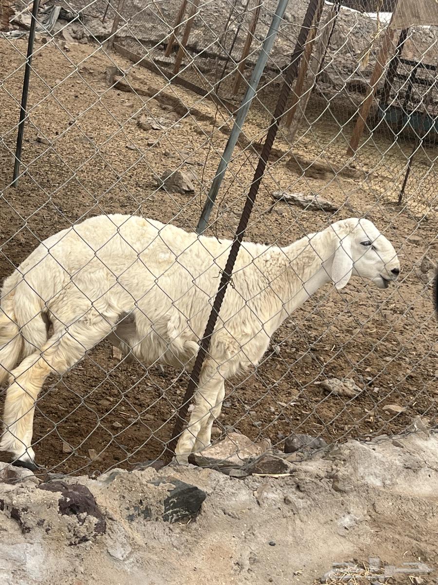 Lamb for Sale Above Average64383011350787110
