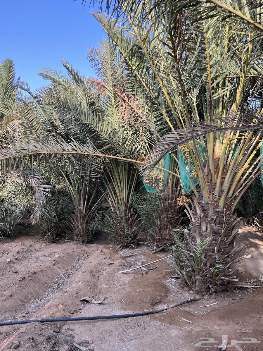 نخل للبيع انواع نبت64386417058434111