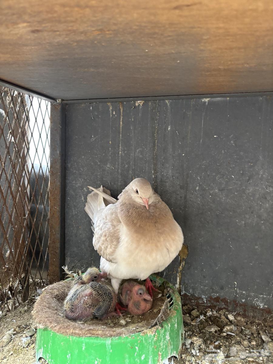 زوج كنق لافندر توب64389488205827111