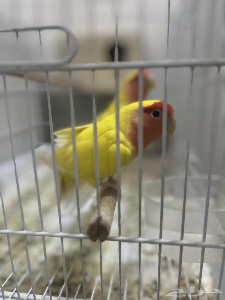 جوز روز لاتينو64386892080257114