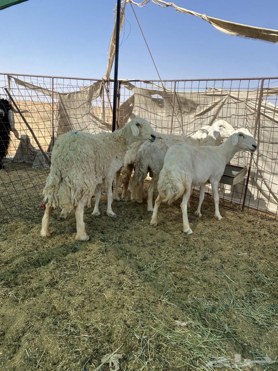 شياه حريات دفيع ومضاريع فحص سونار64381067961859110