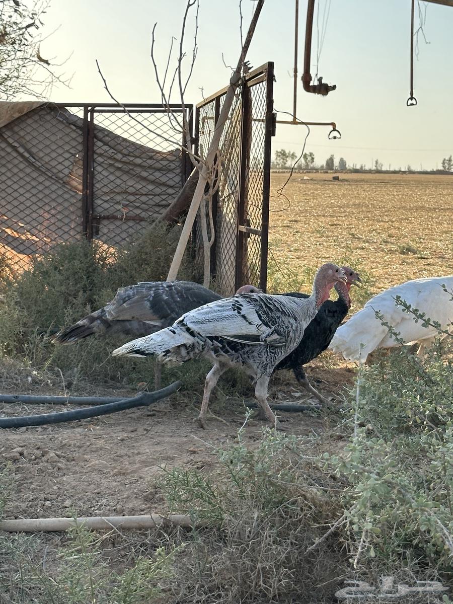 للبيع دجاج رومي64393018753281111