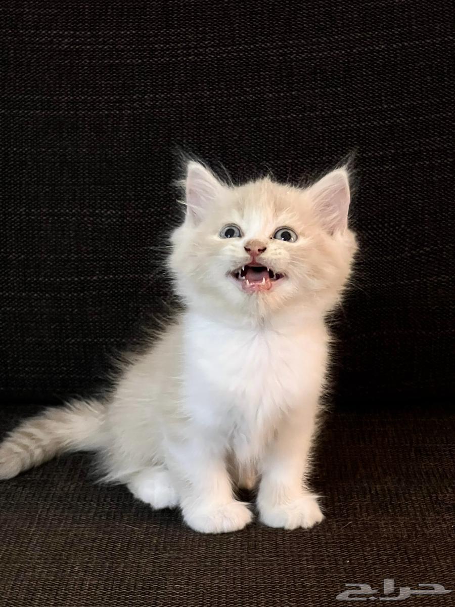 القطط الجميلة شيريازي للبيع64390651459075111