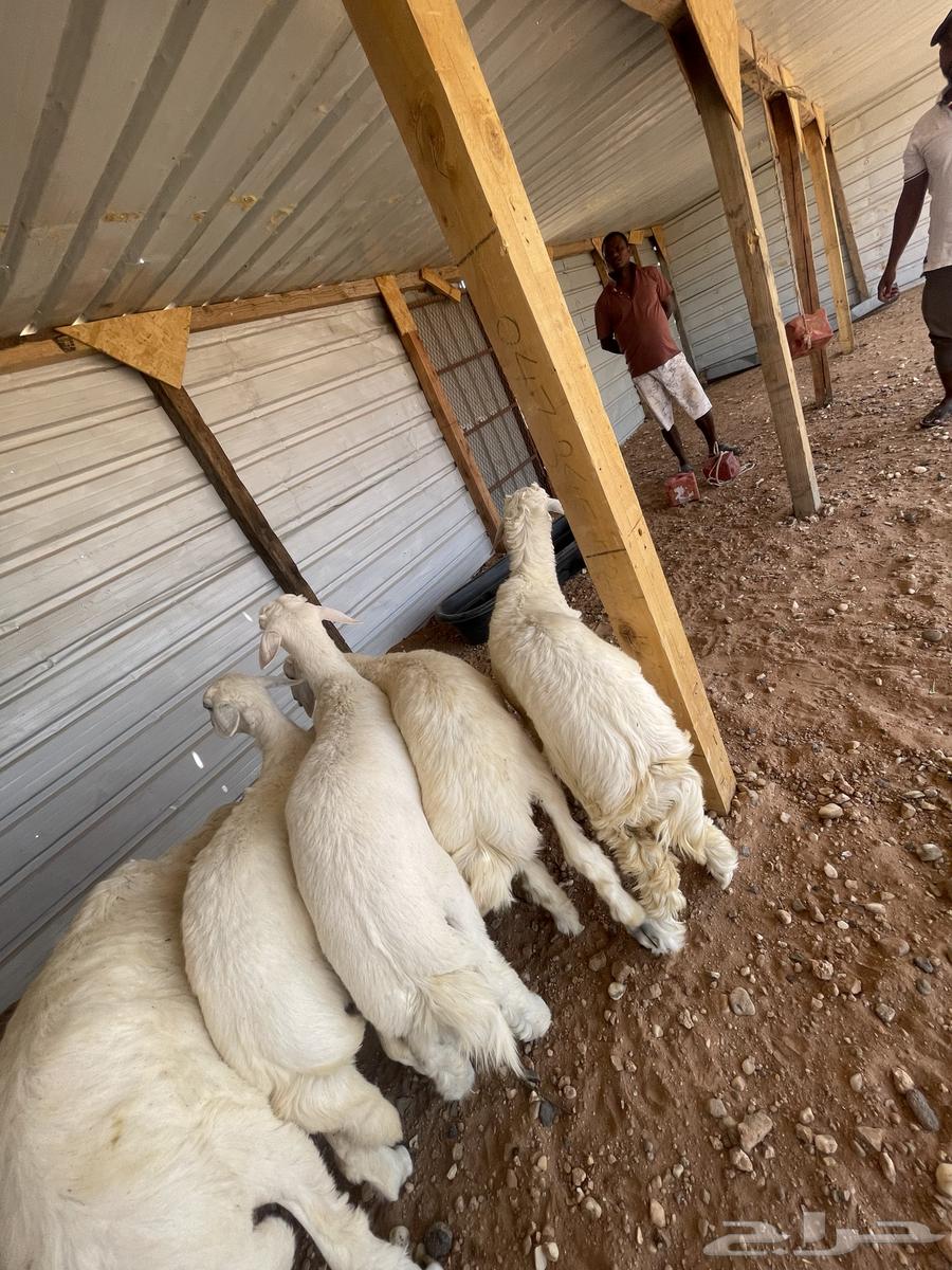 خرفان حري نظيف وطيب64381864459907110