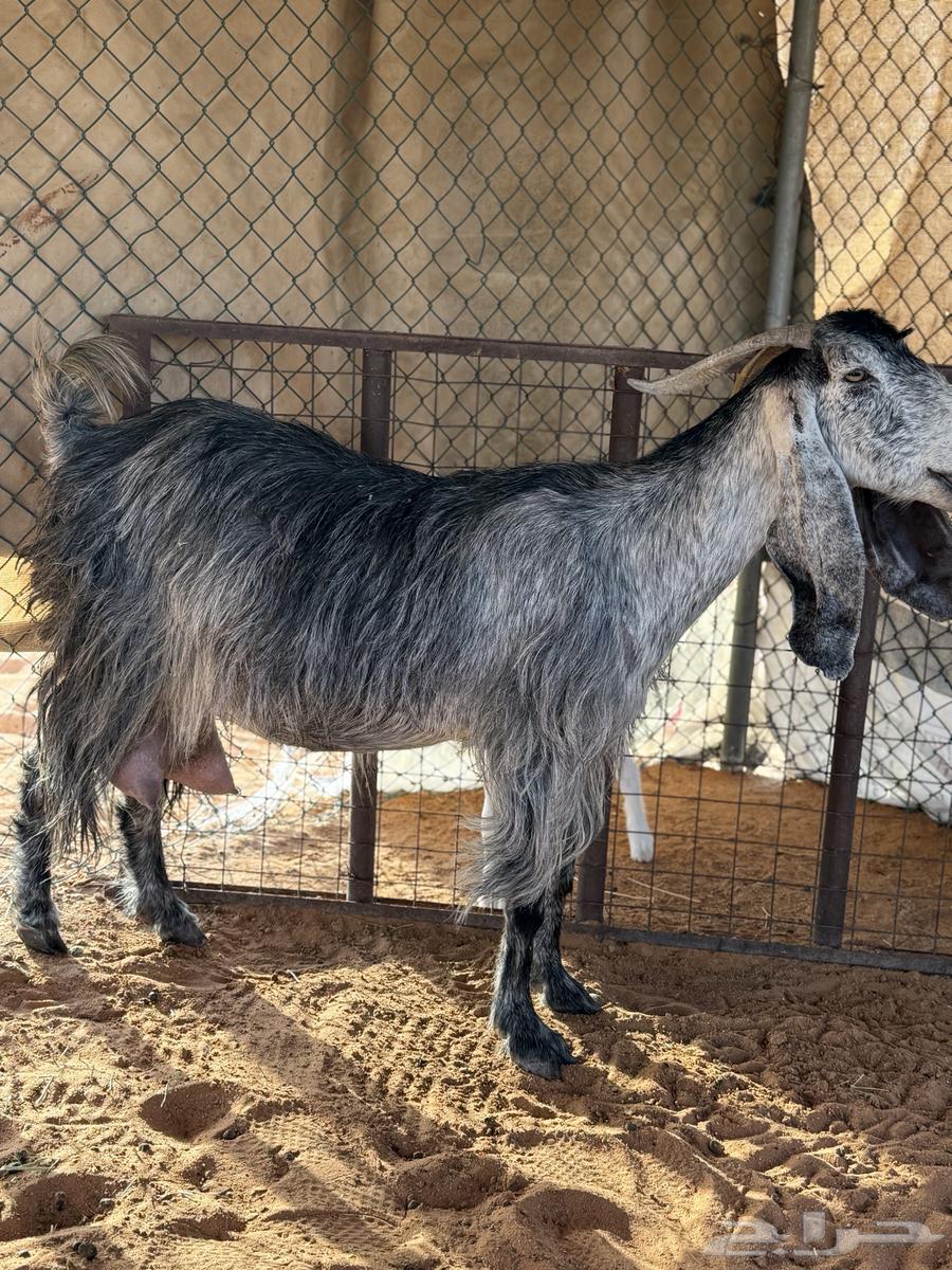 عنز متبع حليب وطيبه64379891226883110