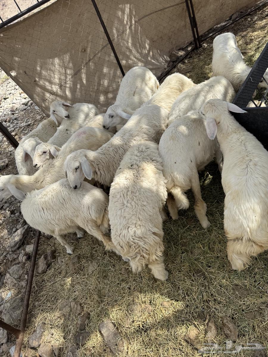 رخال حريه64382983859969110