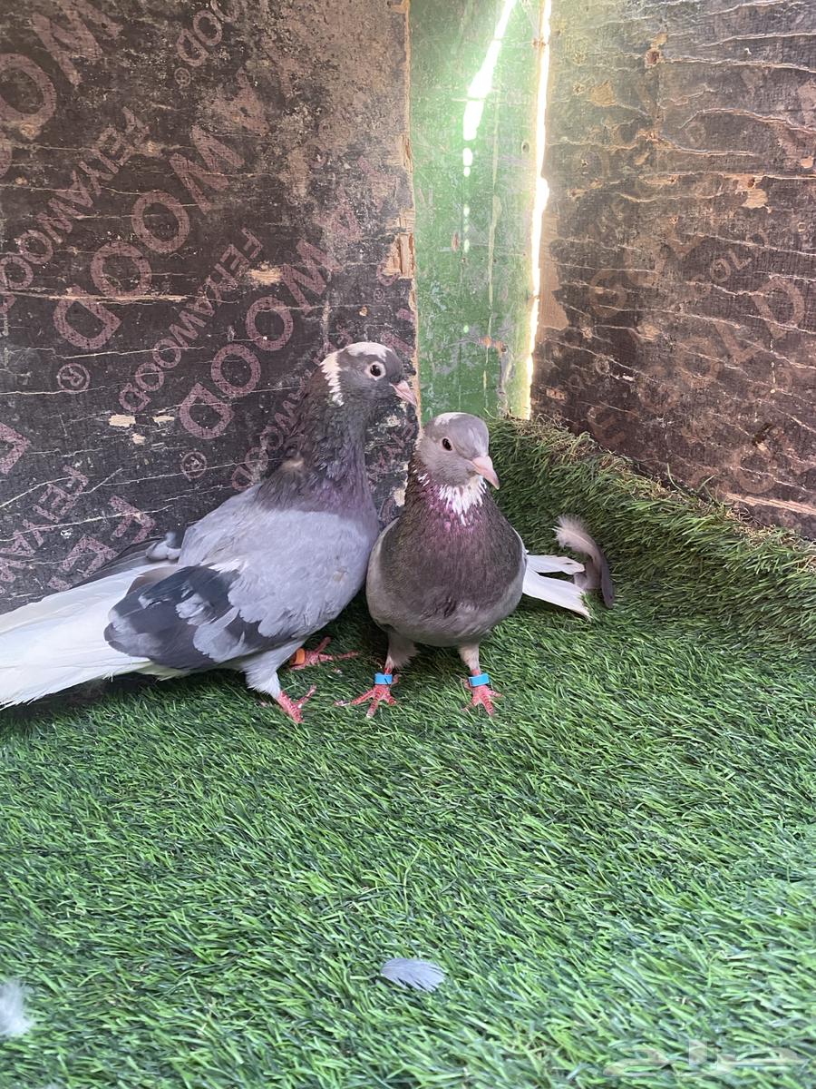 بسم الله الرحمن الرحيم اخوني حمام قطيفي للبيع أجوز انتاج64386808318467113