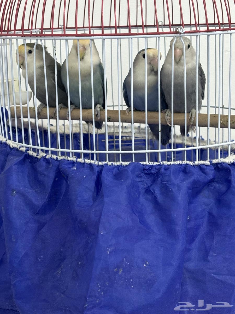 جوزين روز64391508488579110