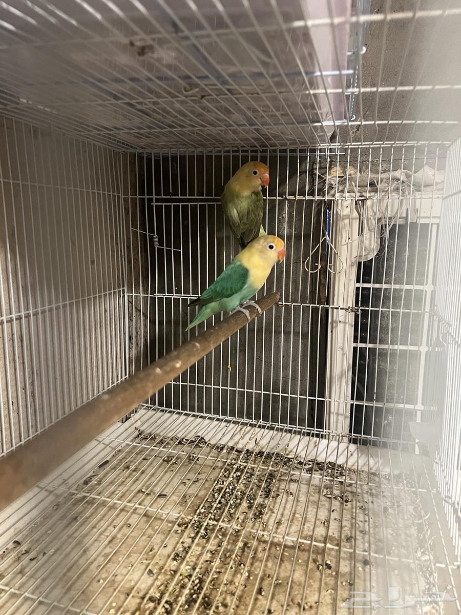 فيشر أوبلاين ألوان نوادر64383650054787110