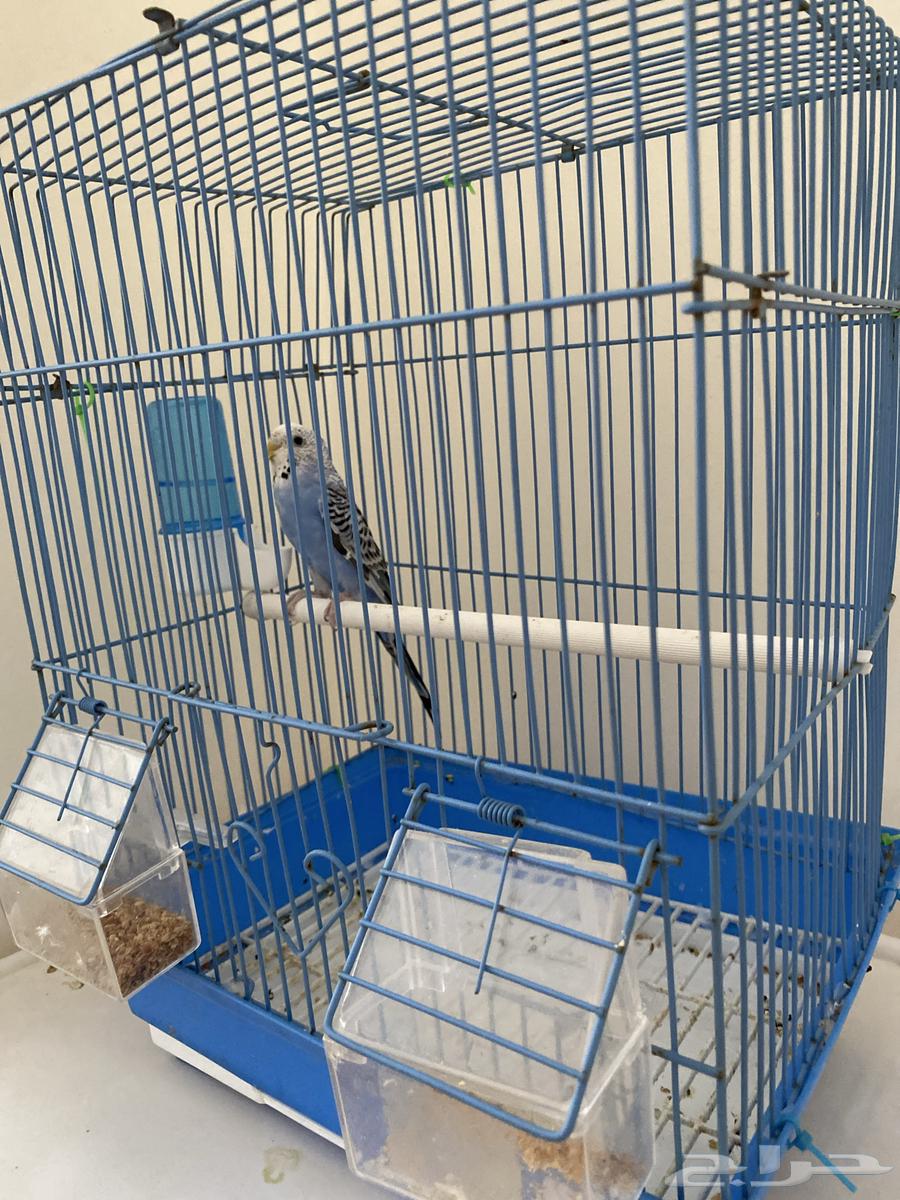 بادجي انثى64381906542723110