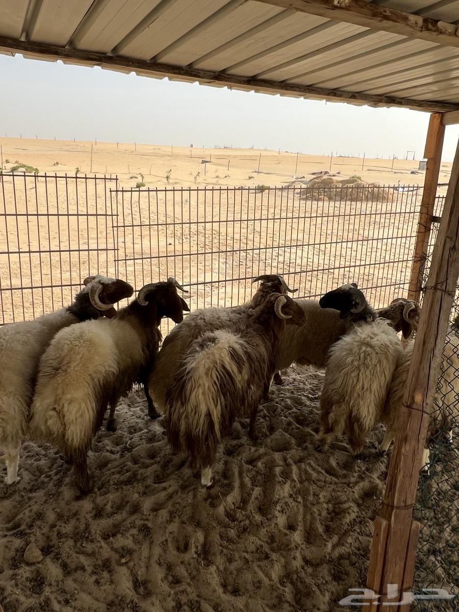 غنم للبيع64380929857282111