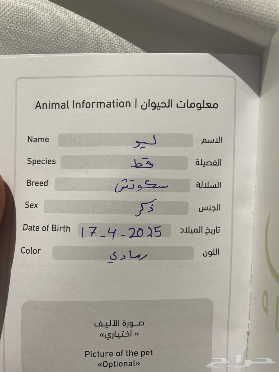 قطط سكوتش للبيع64378105543043110