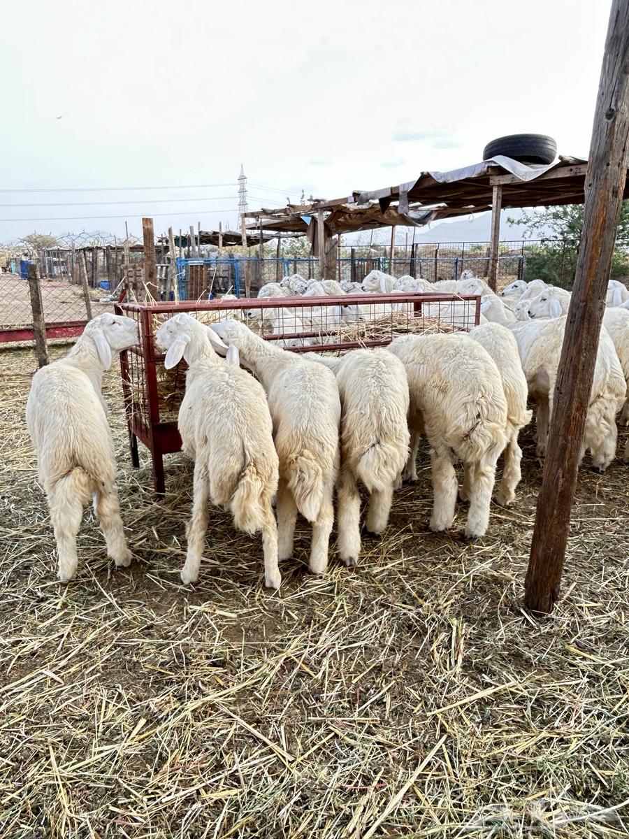 ذبايح حريه طليان و رخال64384562872963111