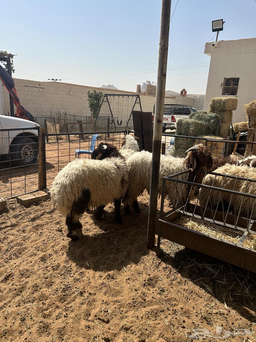 جذعان طليان نعيم64381480435329114